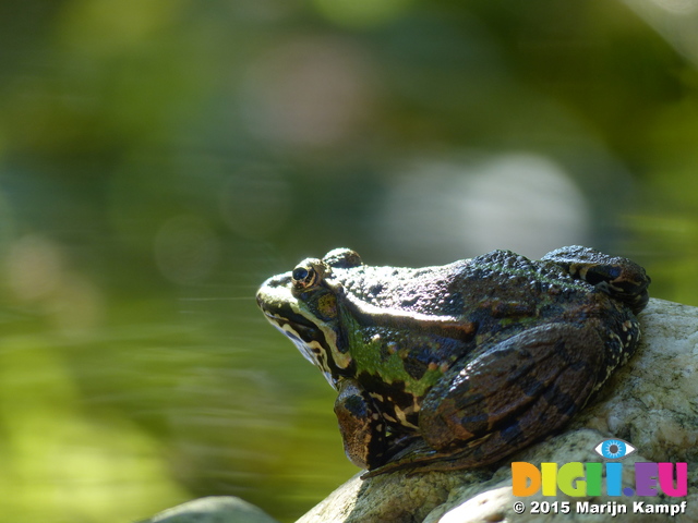 FZ019892 Marsh frog (Pelophylax ridibundus)